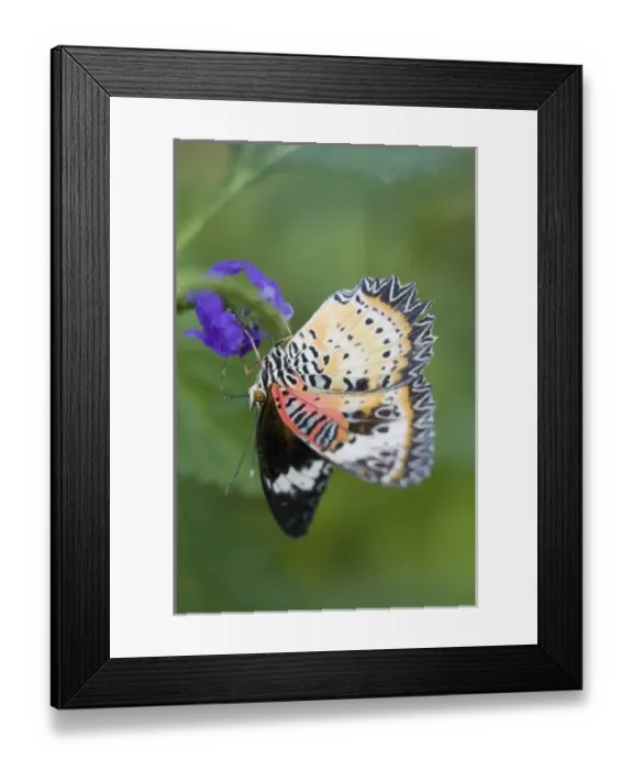 Framed Print : USA, Georgia, Pine Mountain. Lacewing butterfly