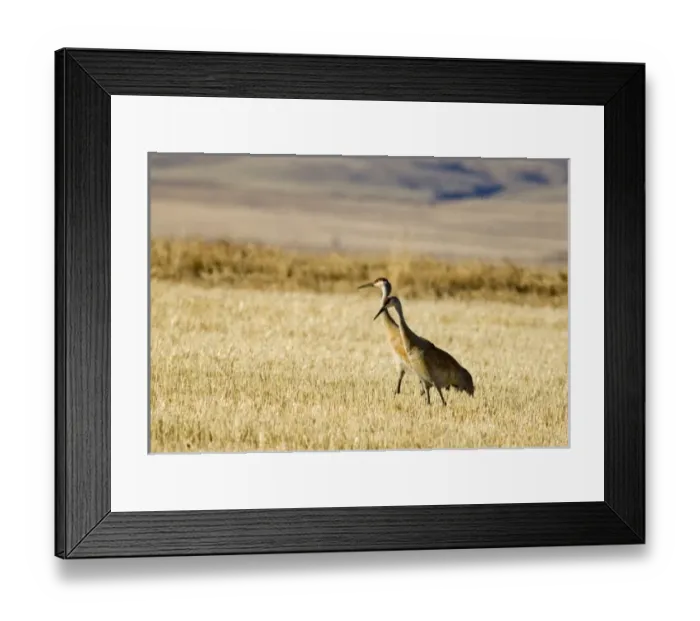 Framed Print : USA, North America, Montana Framed Print : USA, North America, Montana