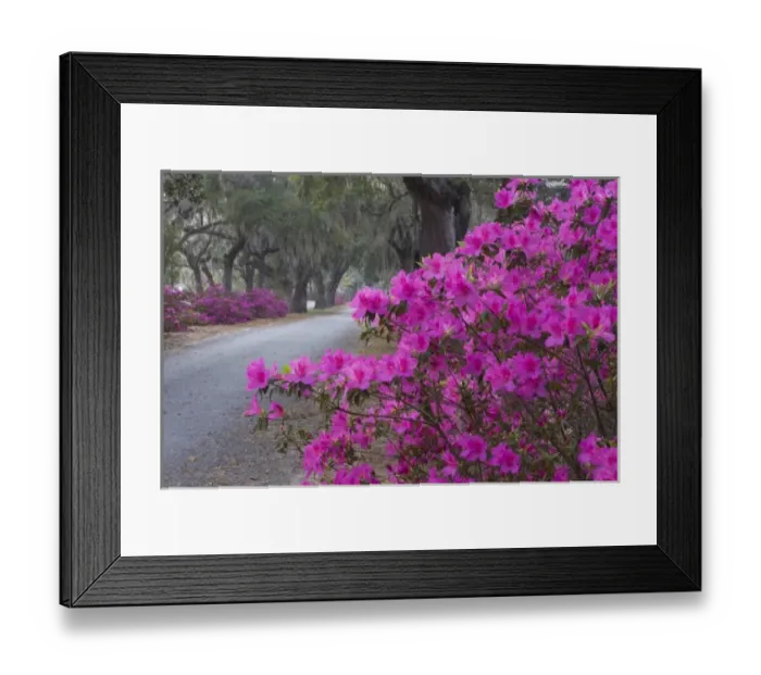Framed Print : USA, Georgia, Savannah, Drive in Historic Bonaventure Cemetery in the spring