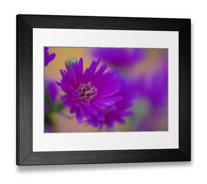 Framed Print : Aster flower in autumn, New Hampshire Framed Print : Aster flower in autumn, New Hampshire