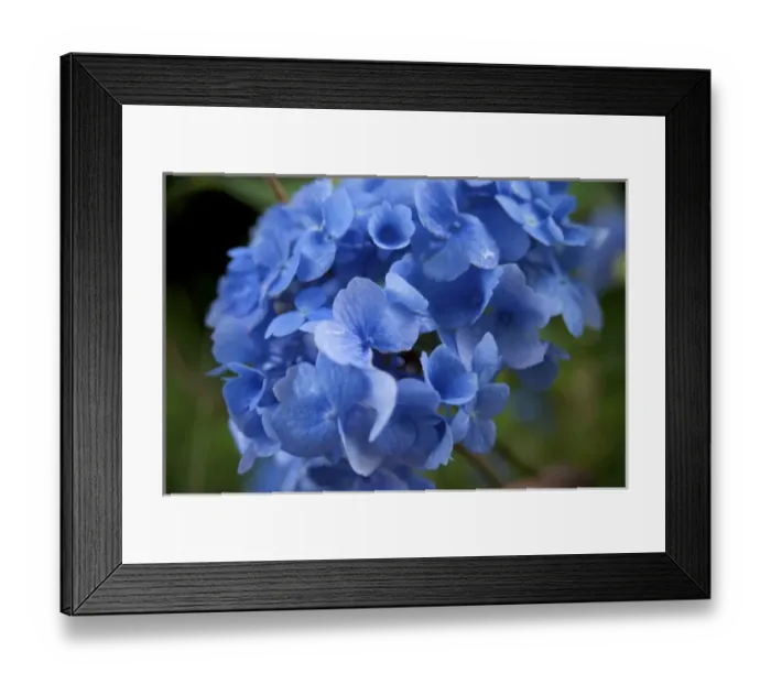 Framed Print : USA, New England, Massachusetts, Cape Cod, Centerville, Blue Mophead Hydrangea Framed Print : USA, New England, Massachusetts, Cape Cod, Centerville, Blue Mophead Hydrangea