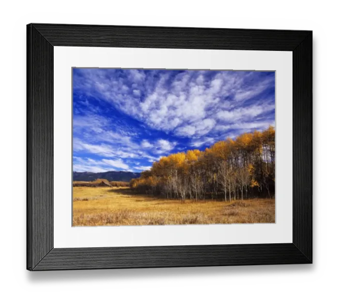 Framed Print : Old wooden cattle barn framed by fall aspen trees on the Lee Ranch near Judith Gap Framed Print : Old wooden cattle barn framed by fall aspen trees on the Lee Ranch near Judith Gap