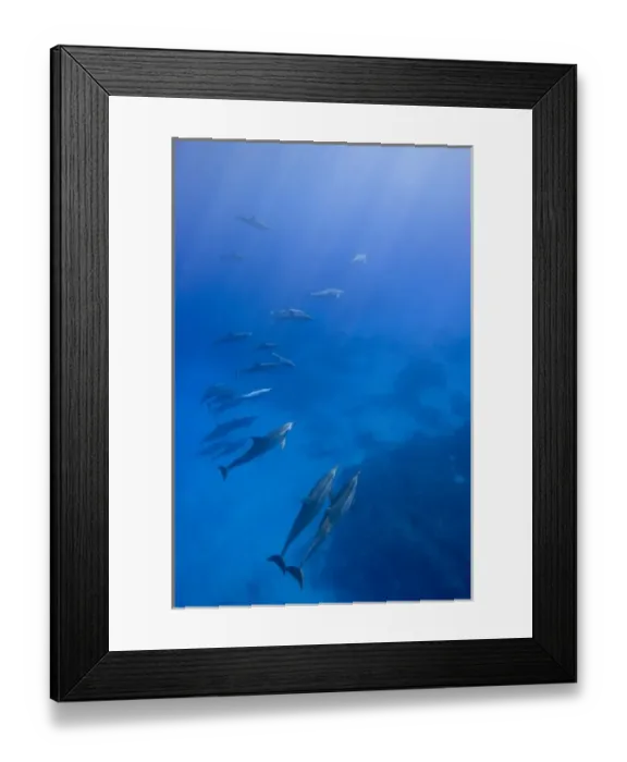 Framed Print : USA, Hawaii, Big Island, Underwater view of Spinner Dolphins (Stenella longirostris)
