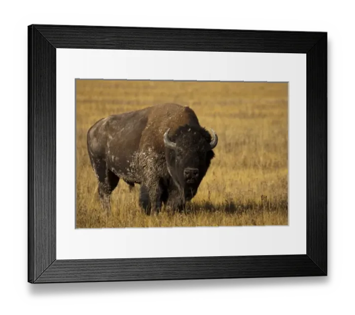 Framed Print : USA, North America, Montana