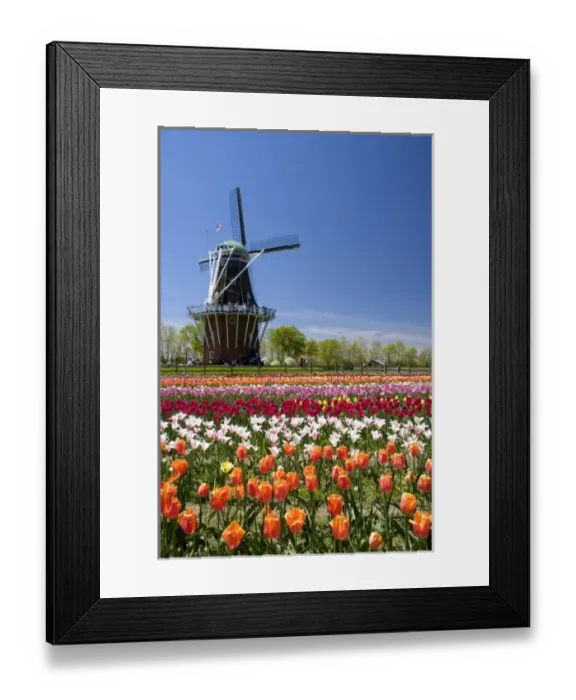 Framed Print : Windmill Island park with tulips in bloom at Holland, Michigan