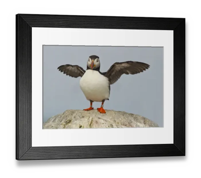 Framed Print : USA, North America, Maine Framed Print : USA, North America, Maine