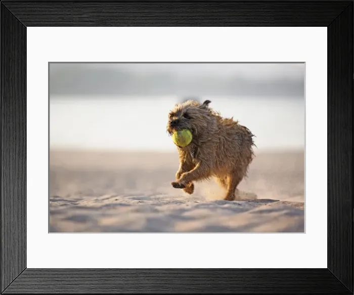 Framed Print : Dog retrieving tennis ball on beach along Lake Michigan, Chicago, Illinois Framed Print : Dog retrieving tennis ball on beach along Lake Michigan, Chicago, Illinois