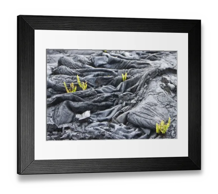 Framed Print : USA. Ferns are often the first plant to colonize new lava fields. This scene is located Framed Print : USA. Ferns are often the first plant to colonize new lava fields. This scene is located