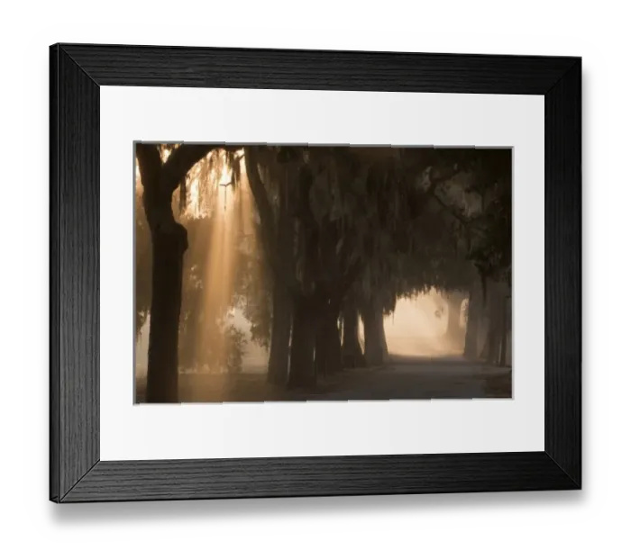 Framed Print : USA; North America; Georgia; Savannah. Early morning fog at Bethesda Framed Print : USA; North America; Georgia; Savannah. Early morning fog at Bethesda