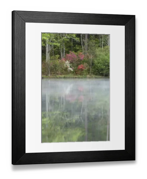 Framed Print : Azaleas relfecting in a pond during early morning light through mist, Georgia, USA Framed Print : Azaleas relfecting in a pond during early morning light through mist, Georgia, USA
