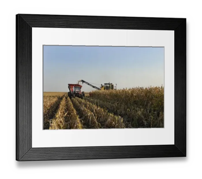 Framed Print : Harvesting corn in Nebraska Framed Print : Harvesting corn in Nebraska