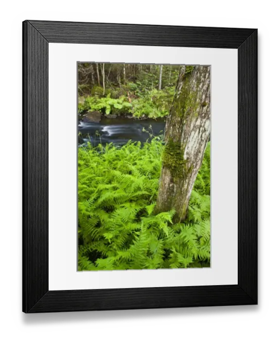 Framed Print : USA, North America, New Hampshire Framed Print : USA, North America, New Hampshire
