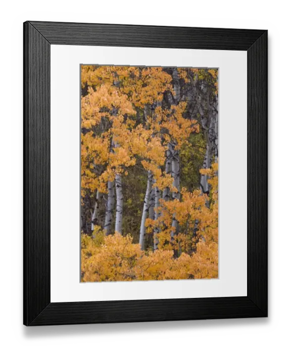 Framed Print : USA, North America, Montana