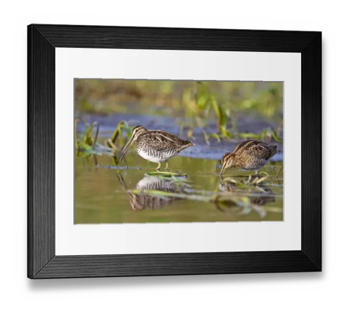 Framed Print : Unknown. Common Snipes in Lazy Creek near Whitefish Montana Framed Print : Unknown. Common Snipes in Lazy Creek near Whitefish Montana