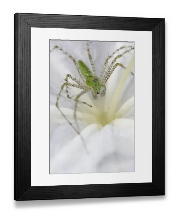 Framed Print : USA, North America, Georgia Framed Print : USA, North America, Georgia
