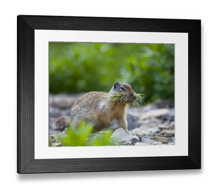 Framed Print : Columbian Ground Squirrel with a mouthful of grasses tot ake back to hole for storage