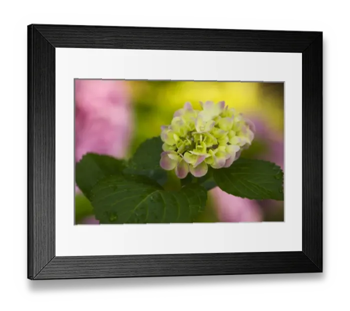 Framed Print : USA, North America, Georgia Framed Print : USA, North America, Georgia