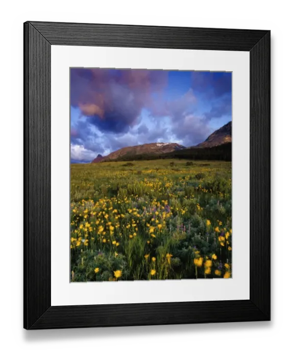 Framed Print : Prairie wildflowers on a windy morning sunrise on Two Dog Flats in Glacier National