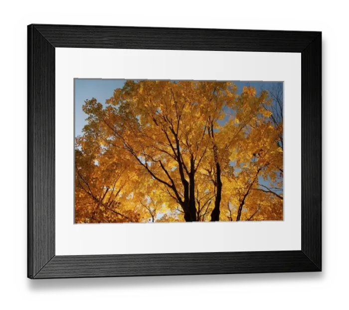 Framed Print : North America, USA, Massachusetts, Shelburne. Sunlight peaks through fall foliage Framed Print : North America, USA, Massachusetts, Shelburne. Sunlight peaks through fall foliage