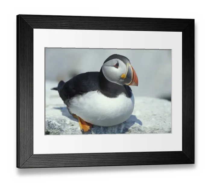 Framed Print : Atlantic Puffins, Fratercula arctica, on Machias Seal Island off the coasts of Maine Framed Print : Atlantic Puffins, Fratercula arctica, on Machias Seal Island off the coasts of Maine