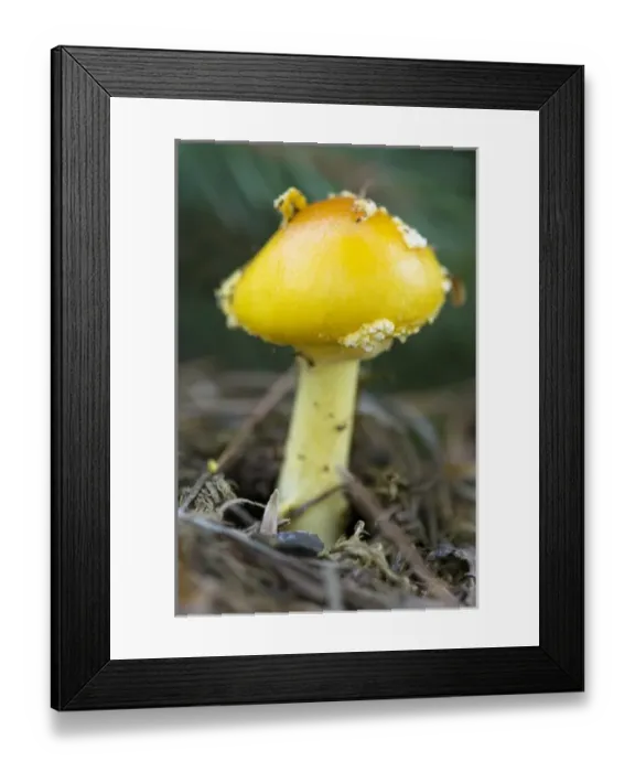 Framed Print : USA, North America, Minnesota Framed Print : USA, North America, Minnesota