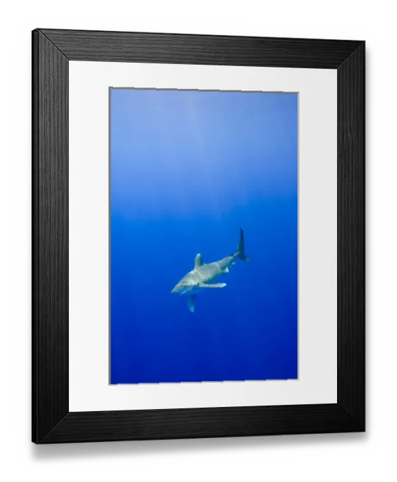 Framed Print : USA, Hawaii, Big Island, Underwater view of Oceanic White Tip Shark (Carcharhinus Framed Print : USA, Hawaii, Big Island, Underwater view of Oceanic White Tip Shark (Carcharhinus