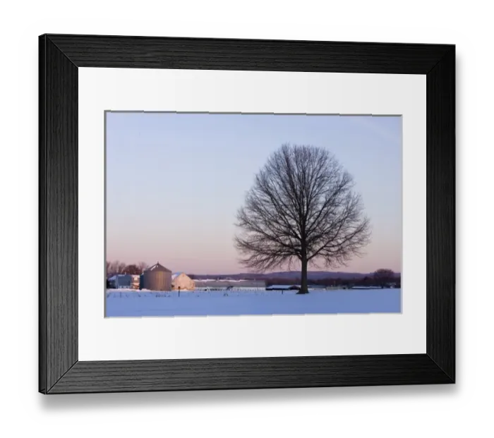 Framed Print : The bare branches of a maple tree in winter silhouetted against a dawn sky on a farm in Hadley Framed Print : The bare branches of a maple tree in winter silhouetted against a dawn sky on a farm in Hadley