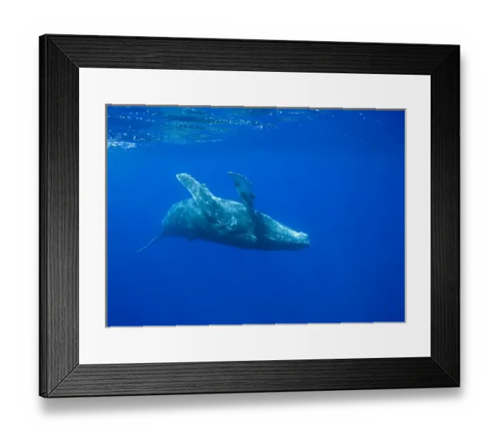Framed Print : USA, Hawaii, Big Island, Underwater view of Humpback Whale (Megaptera novaengliae) Framed Print : USA, Hawaii, Big Island, Underwater view of Humpback Whale (Megaptera novaengliae)