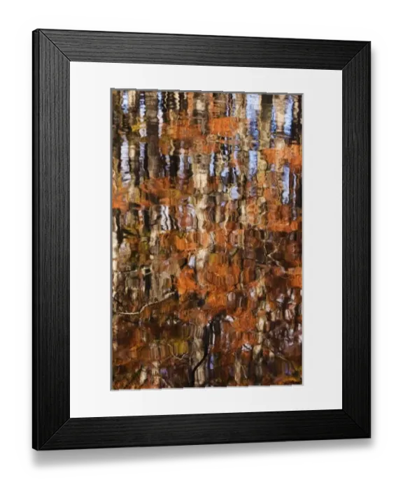 Framed Print : USA, Georgia, George Smith State Park, Reflections of cypress trees in the fall Framed Print : USA, Georgia, George Smith State Park, Reflections of cypress trees in the fall