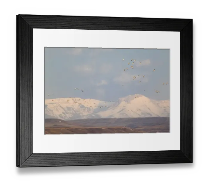 Framed Print : Snow geese in flight from Freezeout Lake NWR in Montana at dawn with Rocky Mountain Framed Print : Snow geese in flight from Freezeout Lake NWR in Montana at dawn with Rocky Mountain