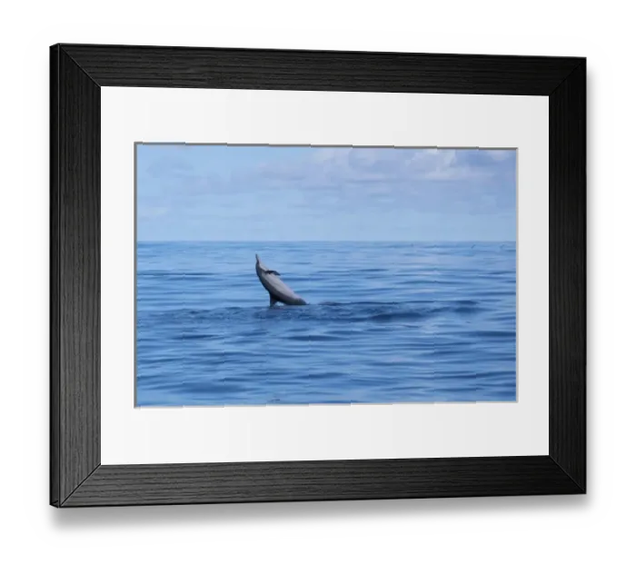 Framed Print : North America, Northwestern Hawaiian Islands, Midway Atoll. Hawaiian Spinner Dolphin