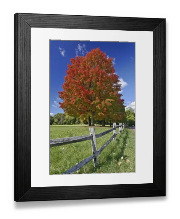 Framed Print : Red Maple tree in autumn colors, near Concord, Massachusetts Framed Print : Red Maple tree in autumn colors, near Concord, Massachusetts