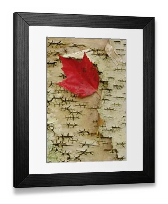 Framed Print : USA, North America, New Hampshire Framed Print : USA, North America, New Hampshire