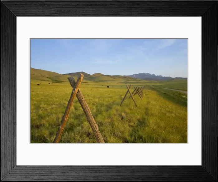 Framed Print : Black angus cattle graze near fenceline and gravel road on the Rocky Mountain Front Framed Print : Black angus cattle graze near fenceline and gravel road on the Rocky Mountain Front