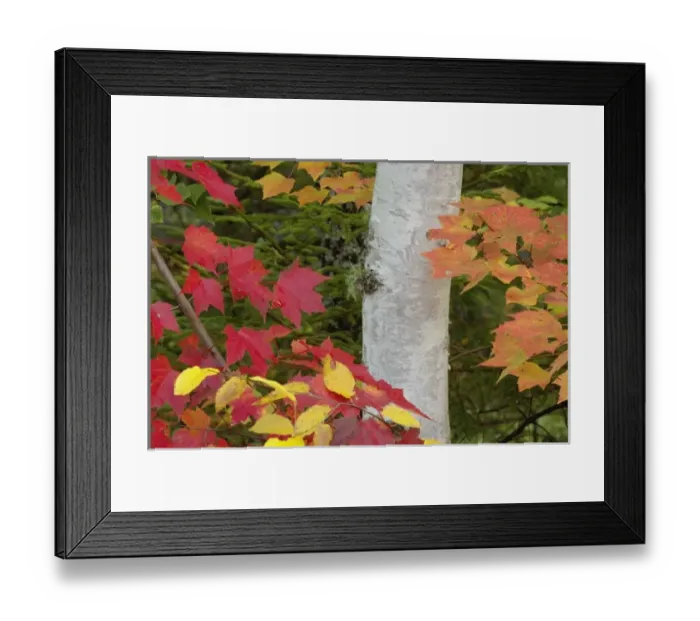 Framed Print : Red maple leaves and birch tree in autumn colors, White Mountain National Forest