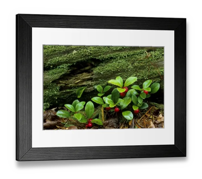 Framed Print : USA, North America, Michigan Framed Print : USA, North America, Michigan