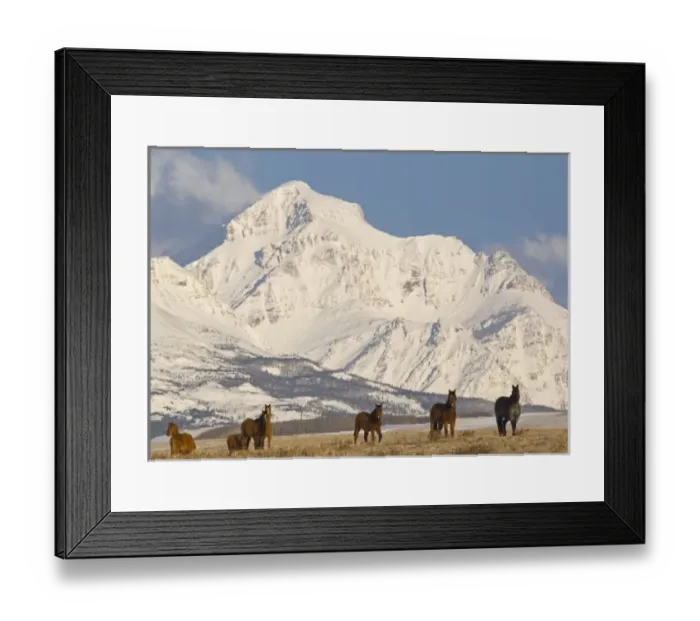 Framed Print : Band of horses on the Blackfeet Reservation with peaks of Glacier National Park in Framed Print : Band of horses on the Blackfeet Reservation with peaks of Glacier National Park in