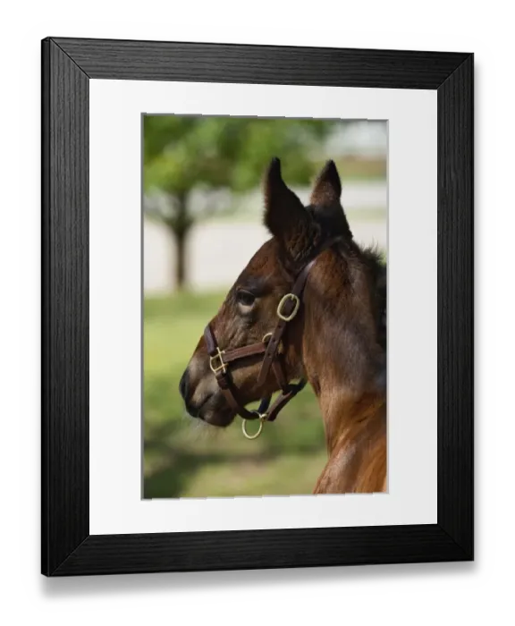 Framed Print : USA, North America, Kentucky