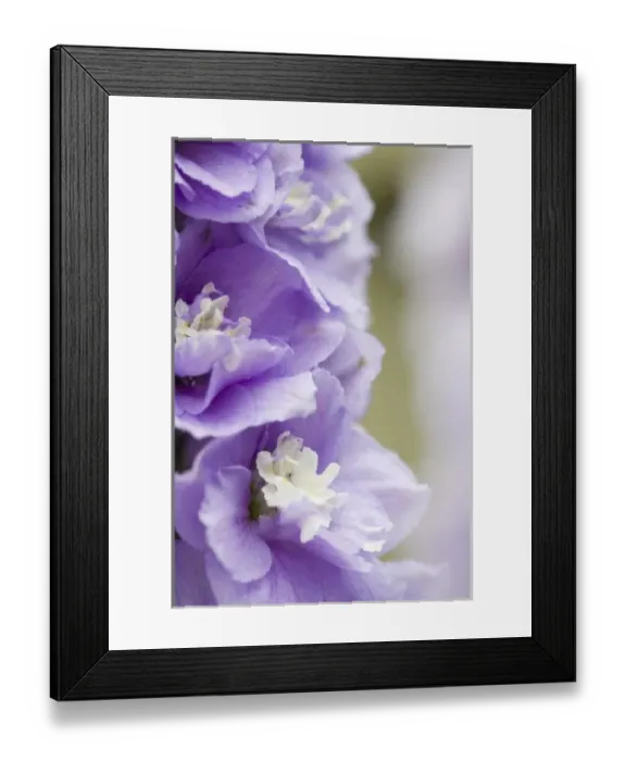 Framed Print : USA, Georgia, Pine Mountain. a closeup of a delphinium blossom