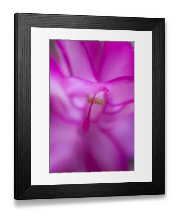 Framed Print : Abstract of christmas cactus bloom