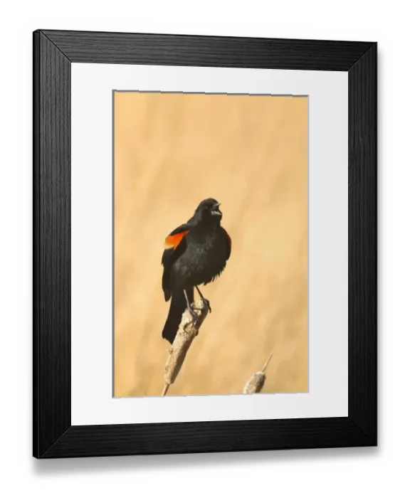 Framed Print : Red Winged Blackbird on a cattail at Freezeout Lake NWR in Montana Framed Print : Red Winged Blackbird on a cattail at Freezeout Lake NWR in Montana