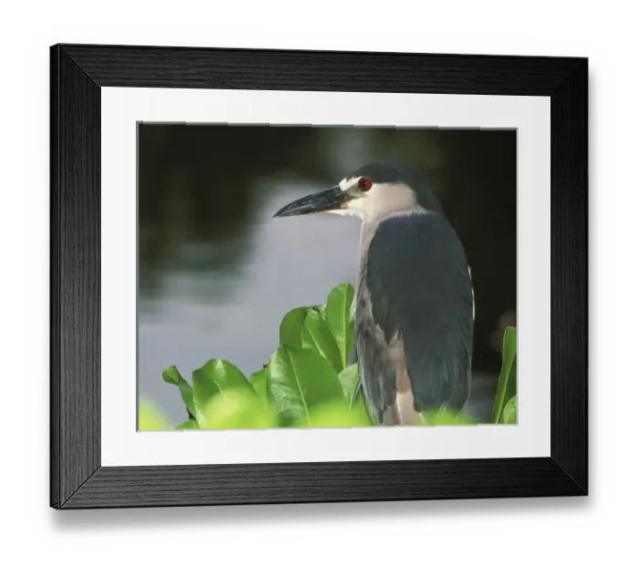 Framed Print : USA, Hawaii, Big Island, North Kona, Night Heron