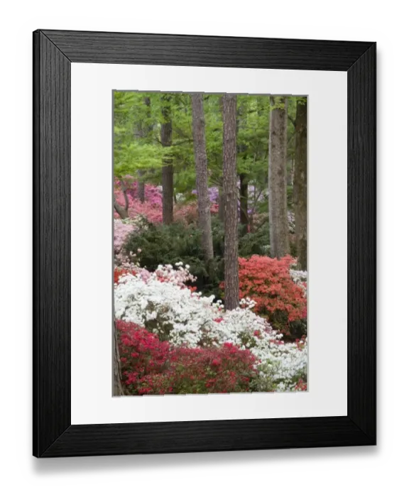 Framed Print : USA, Georgia, Pine Mountain. A forest of azaleas and rhododendrons Framed Print : USA, Georgia, Pine Mountain. A forest of azaleas and rhododendrons