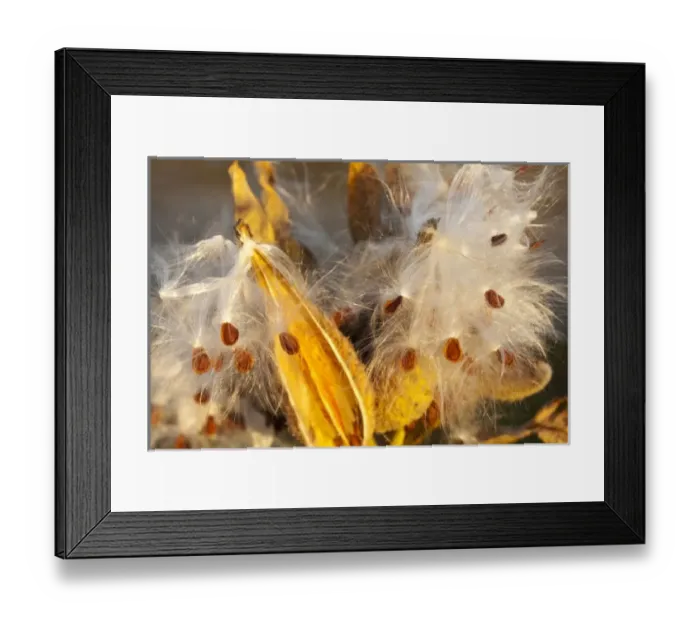 Framed Print : USA, North America, Minnesota Framed Print : USA, North America, Minnesota