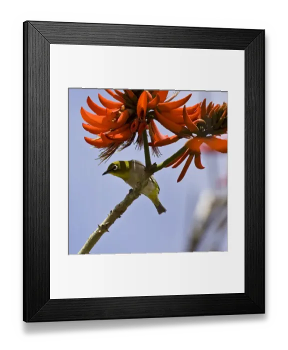 Framed Print : USA. A Japanese White-eye perches on an Indian Coral tree on the Big Island of Hawaii Framed Print : USA. A Japanese White-eye perches on an Indian Coral tree on the Big Island of Hawaii
