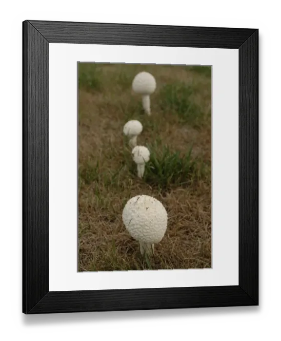 Framed Print : USA, North America, Missouri