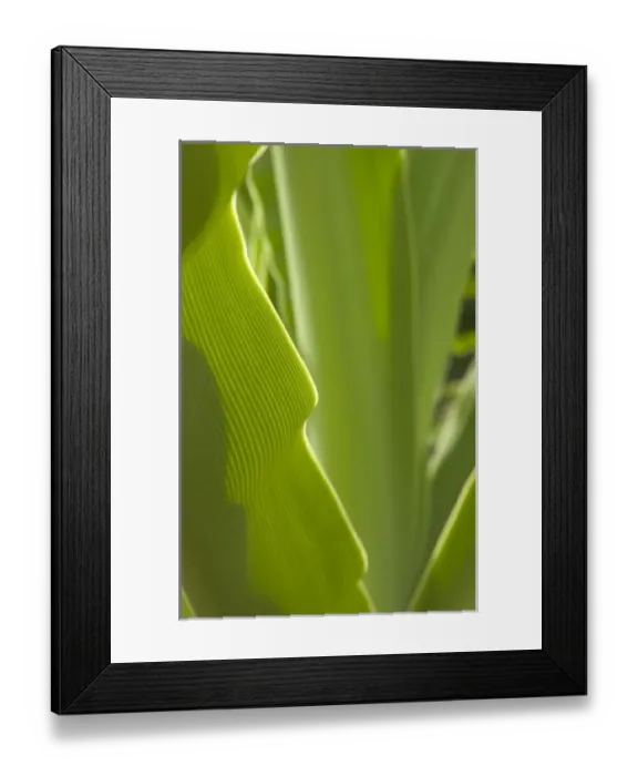 Framed Print : USA, Hawaii, Kauai, tropical foliage. (RF) Framed Print : USA, Hawaii, Kauai, tropical foliage. (RF)