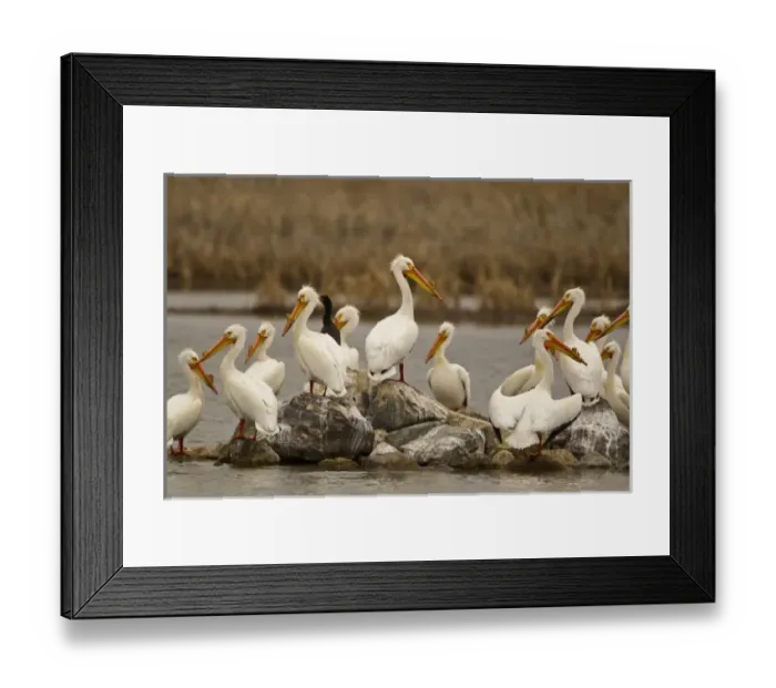 Framed Print : USA, North America, Montana Framed Print : USA, North America, Montana