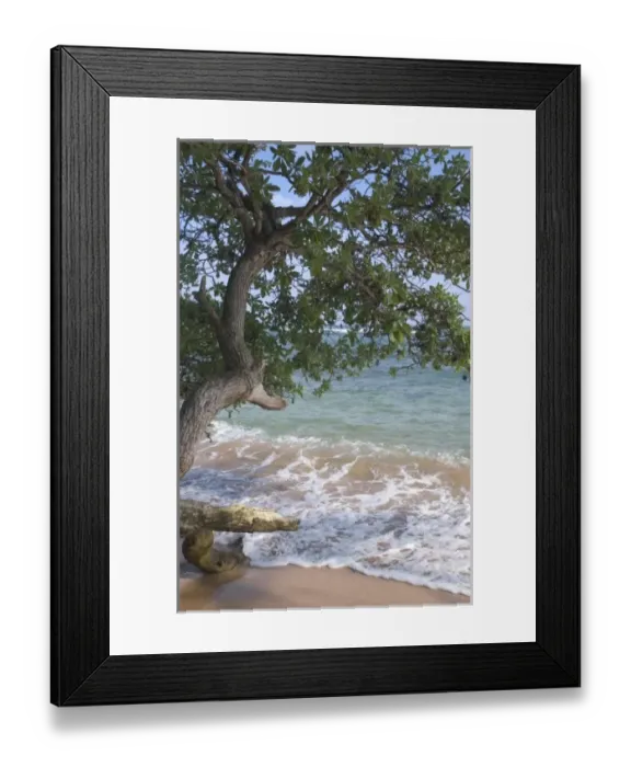 Framed Print : USA, Hawaii, Kauai, beach scenic Framed Print : USA, Hawaii, Kauai, beach scenic