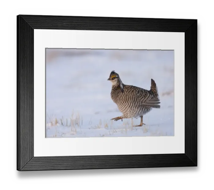 Framed Print : North America, USA, Minnesota, Bluestem Prairie. Greater prairie-chickens strut during Framed Print : North America, USA, Minnesota, Bluestem Prairie. Greater prairie-chickens strut during